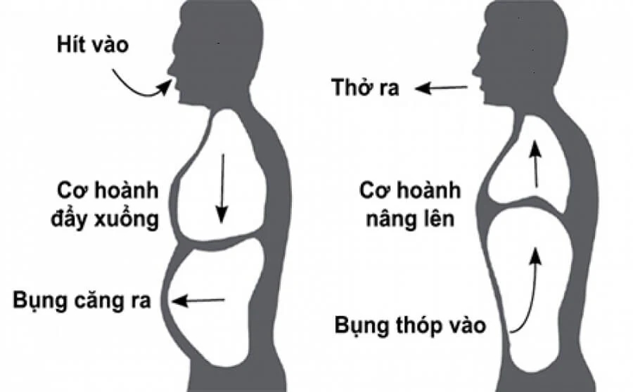 Sơ đồ cơ hoành hạ xuống khi hít vào và nâng lên khi thở ra